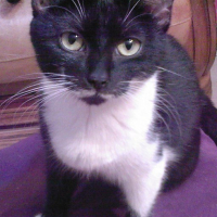 Photo #181537 de Pastille