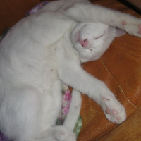 Photo #181540 de Flocon