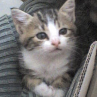 Photo #181556 de Dixie