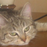 Photo #181559 de Tara