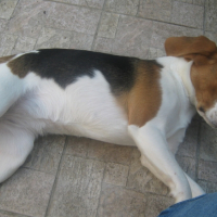 Photo #181561 de Dolly