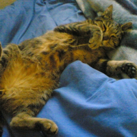 Photo #181586 de Sunsea