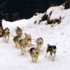 Course au Mont dore (63)