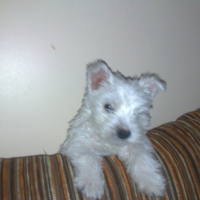 Photo #181609 de Filou