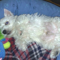 Photo #181612 de Filou