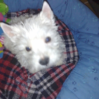 Photo #181613 de Filou