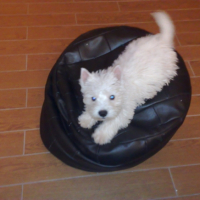 Photo #181619 de Filou