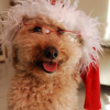 Zozo Noel 