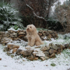 Sous la neige !!! 