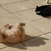 Délire chat et chien 