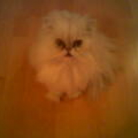 Photo #181712 de Baltik