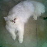 Photo #181721 de Baltik