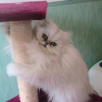 Photo #181723 de Baltik