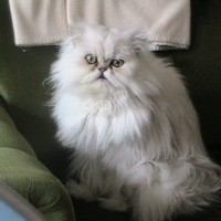 Photo #181724 de Baltik