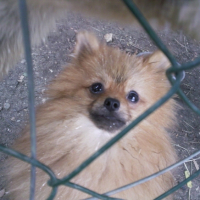 Photo #181767 de Chico