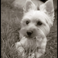 Photo #181783 de Lhuna