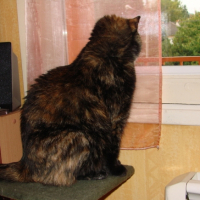 Photo #181818 de Venus