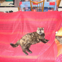 Photo #181824 de Venus