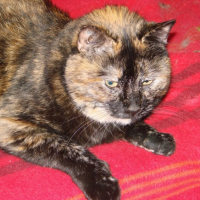 Photo #181826 de Venus