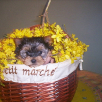 Photo #181837 de Etoile