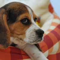 Photo #181853 de Nala
