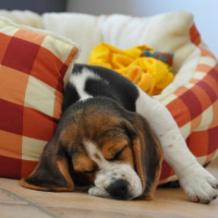 Photo #181854 de Nala