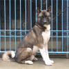 Akita_1
