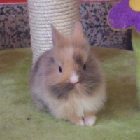 Photo #181859 de Cookie