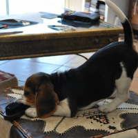 Photo #181866 de Nala