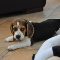 Photo #181874 de Nala