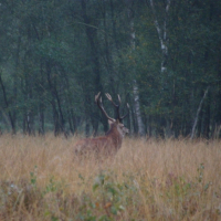 Photo #181875 de Belzébut