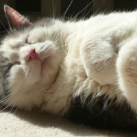 Photo #181880 de Ortax