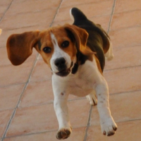 Photo #181887 de Nala