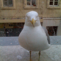 Photo #181890 de La mouette