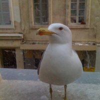 Photo #181892 de La mouette