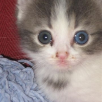 Photo #181906 de Cookie