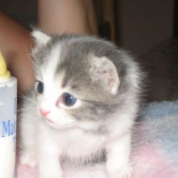 Photo #181907 de Cookie