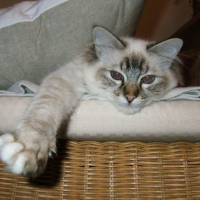 Photo #181972 de Lagoune 