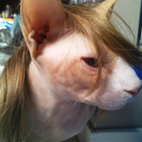 Photo #181992 de Mr. zomb bunny