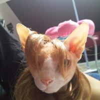 Photo #181994 de Mr. zomb bunny