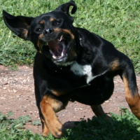 Photo #182006 de Bouba