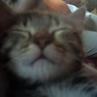 Photo #182054 de Choco