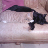 Photo #182060 de Pumba et  shadow 