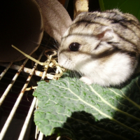 Photo #182062 de Bambou