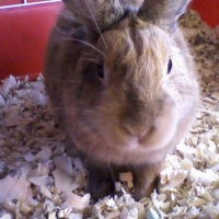 Photo #182066 de Janot