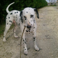 Photo #182082 de Anis