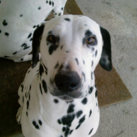 Photo #182088 de Anis