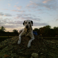 Photo #182097 de Anis