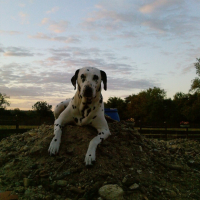 Photo #182101 de Anis