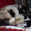 Marcel et Youffie
